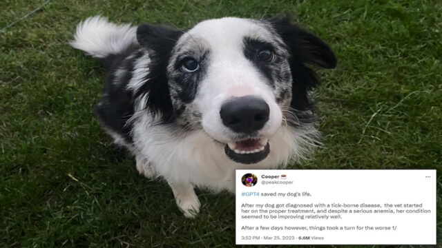 Twitter User Claims GPT-4 AI Diagnosed Dog’s Undetected Medical Condition