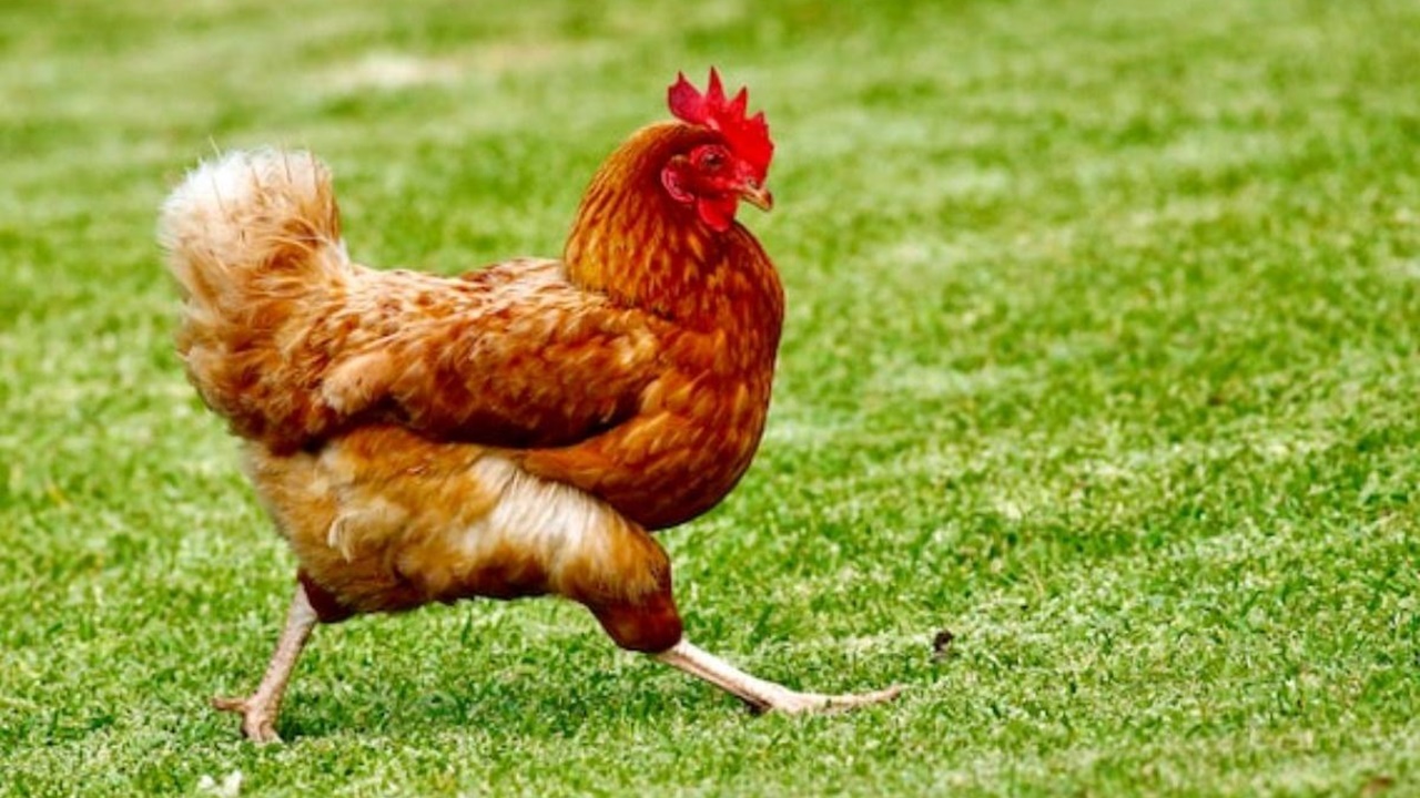 Japanese researchers’ AI now translates chicken clucking!