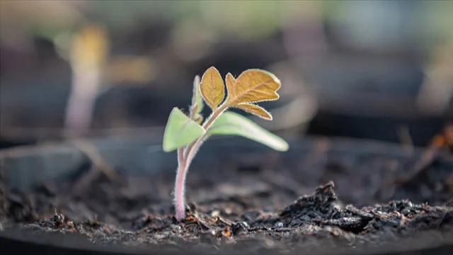 List of essentials for growing plants on the moon: Microbes