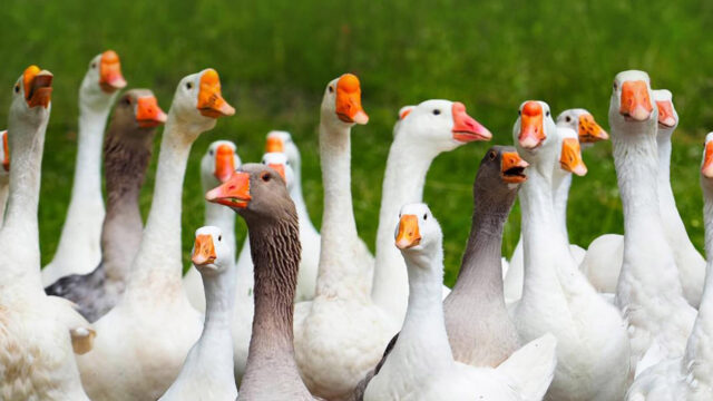 Geese better recognize human faces… with AI?