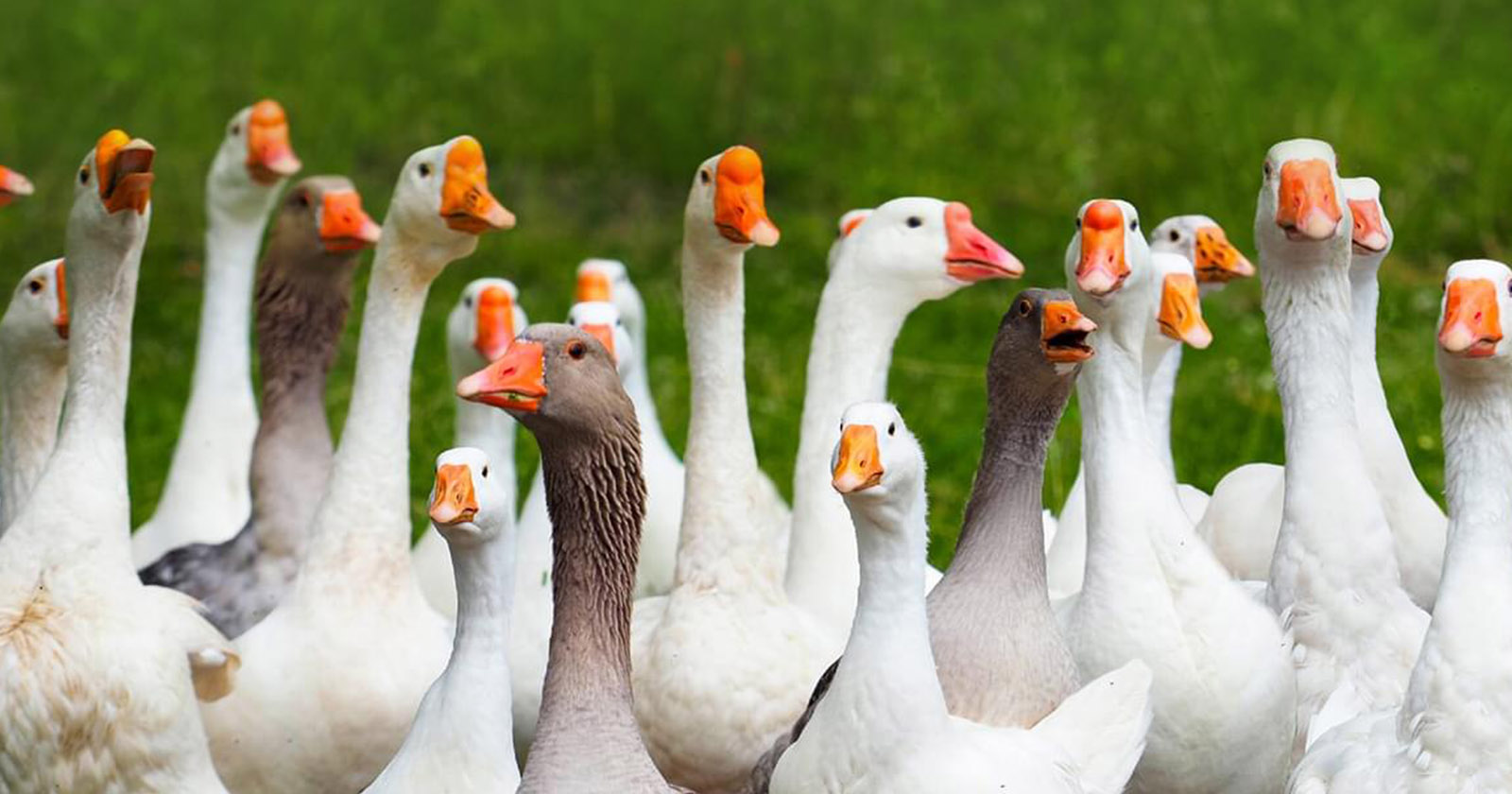 Geese better recognize human faces… with AI?