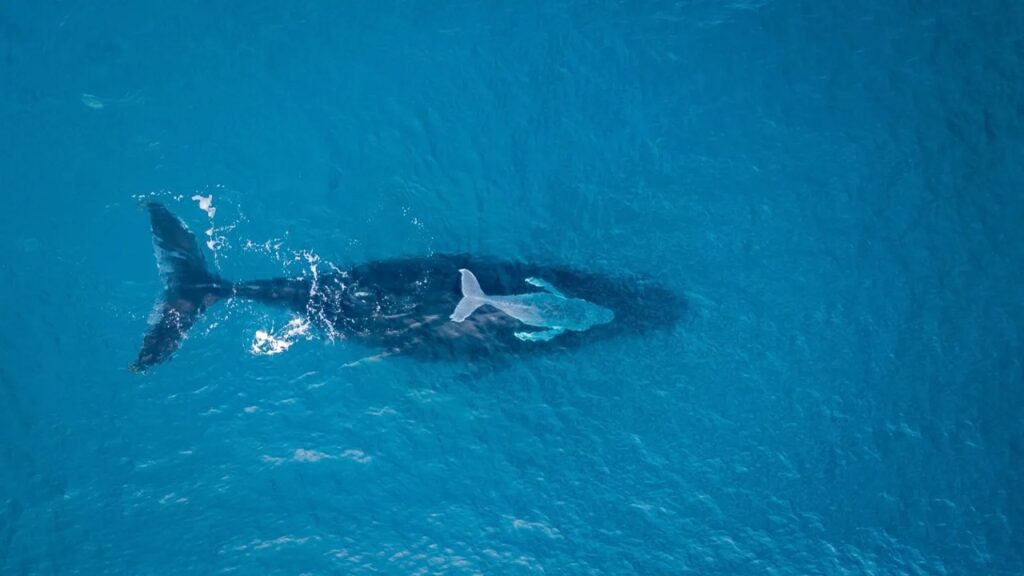 Scientists communicated with humpback whale