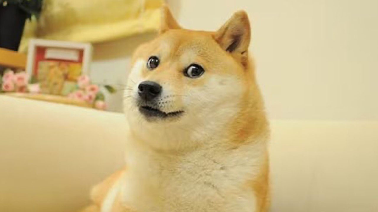 Doge, the internet’s most popular dog, has died…