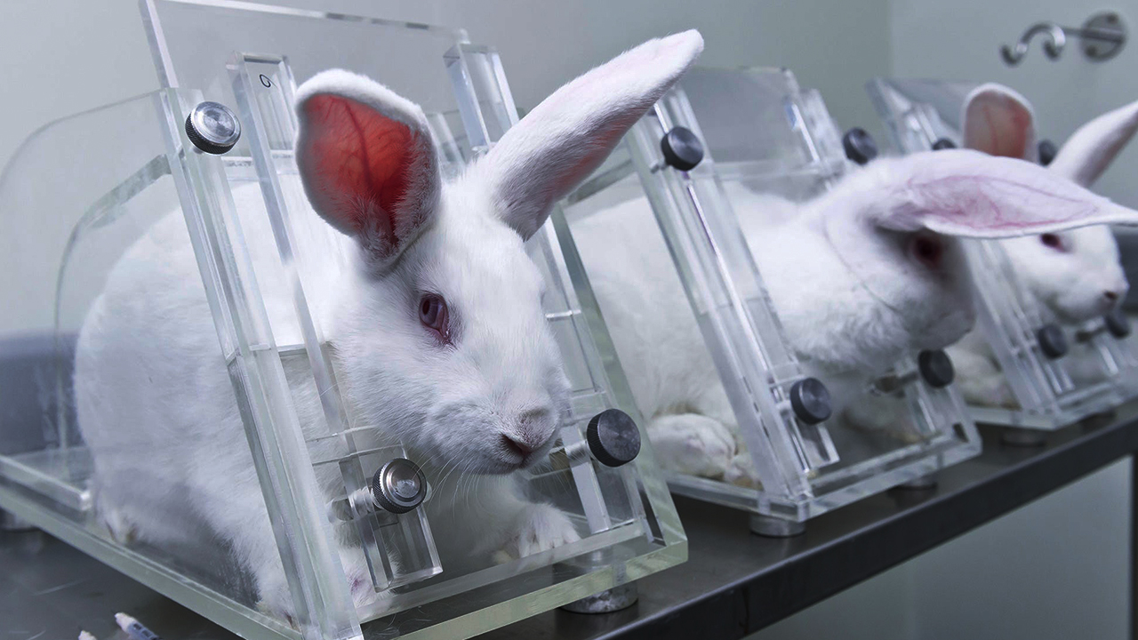 Could artificial intelligence put an end to animal testing?