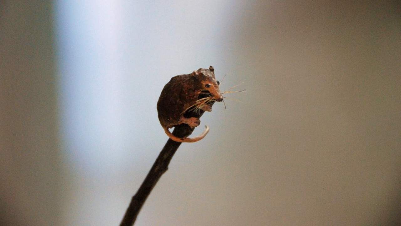 The World’s Smallest Mammal Discovered in Adana!