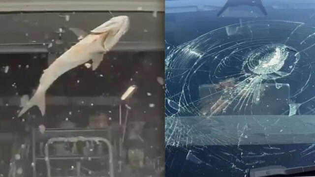 flying-fish-a-fish-falling-from-the-sky-broke-the-teslas-window