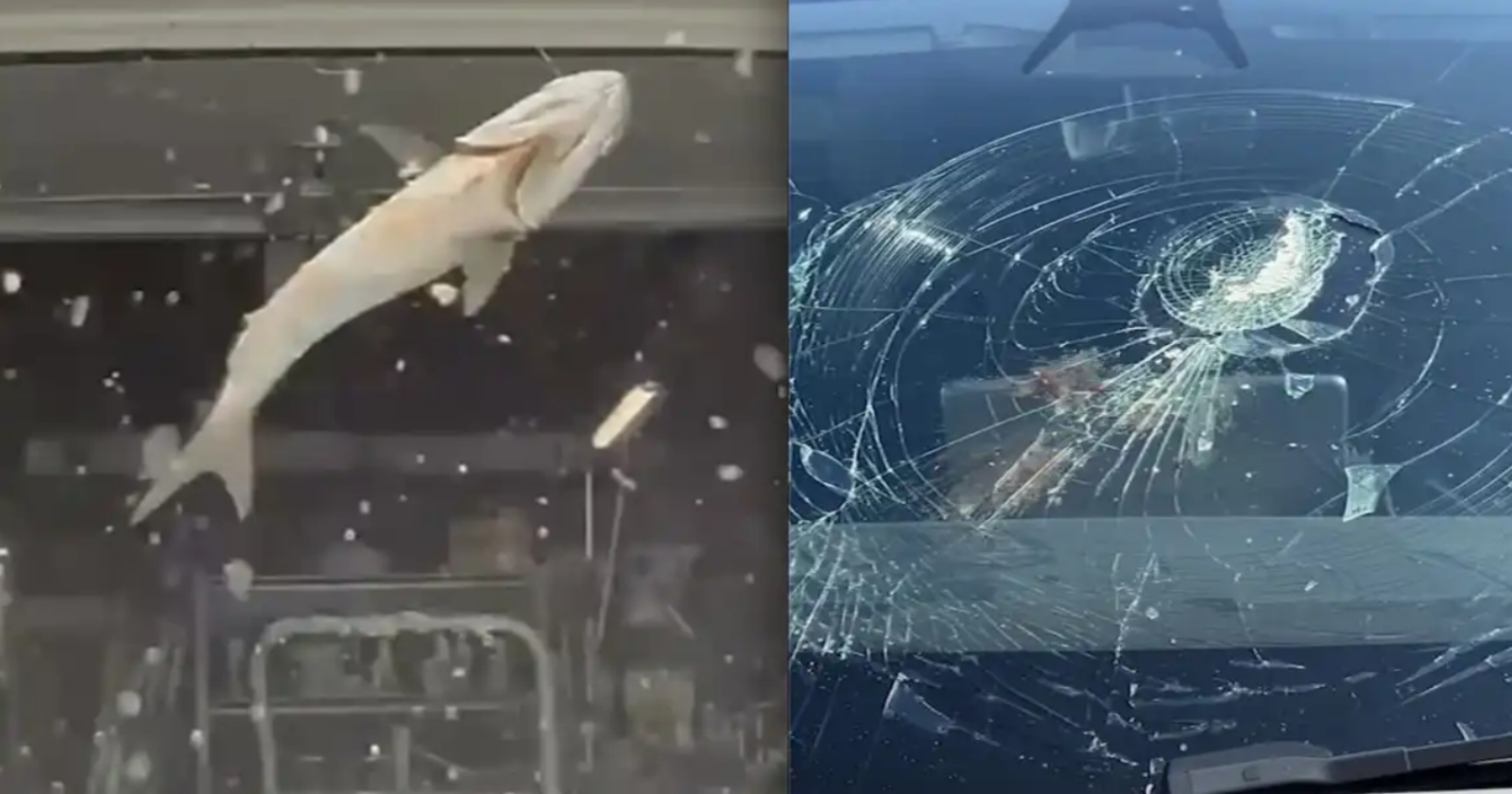 flying-fish-a-fish-falling-from-the-sky-broke-the-teslas-window