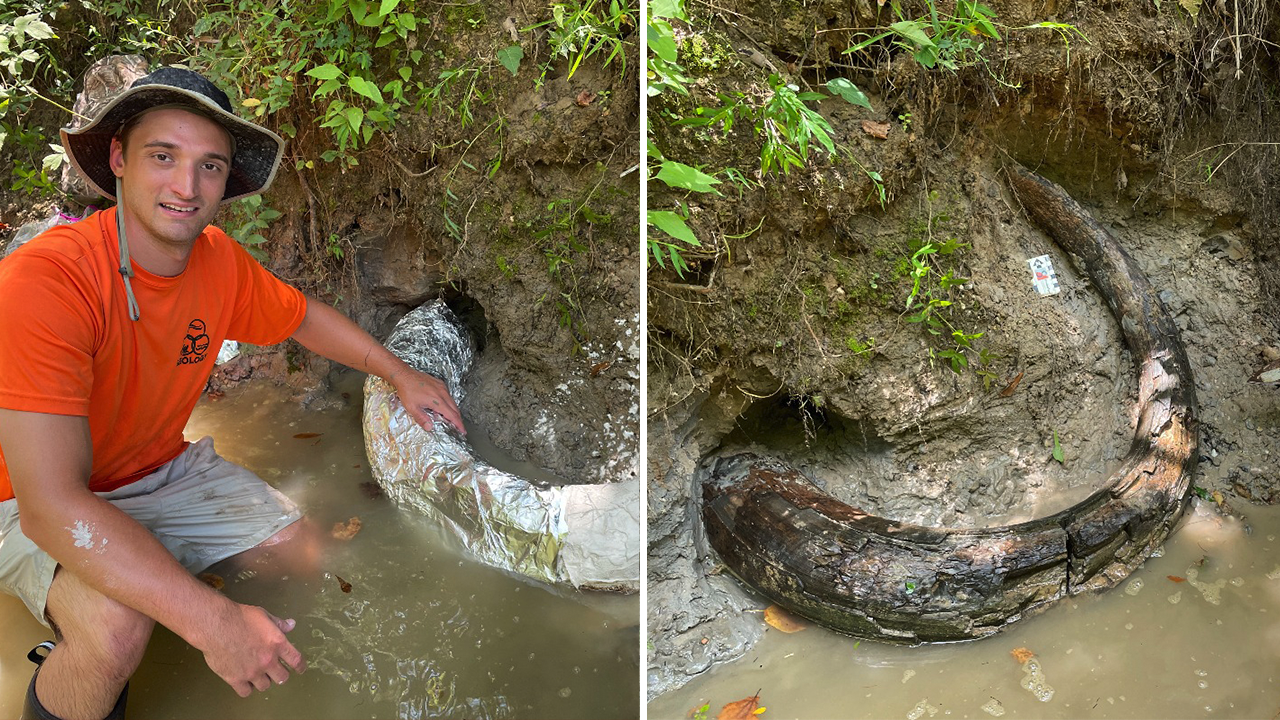 A massive 270-pound mammoth tusk found in the US