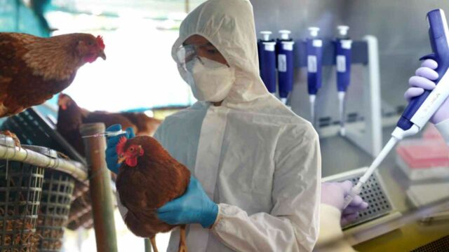 Has bird flu started spreading from human to human?