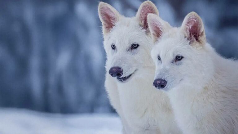 Game Of Thrones wolves resurrected after 13,000 years!